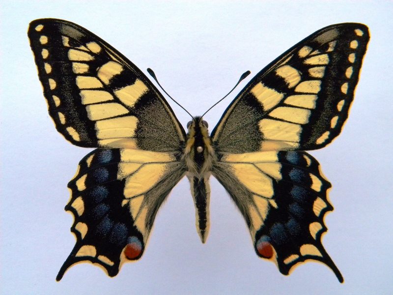 Papilio machaon (cold shock abb B) (Internet Image property of respective owner, non-commercial use only)